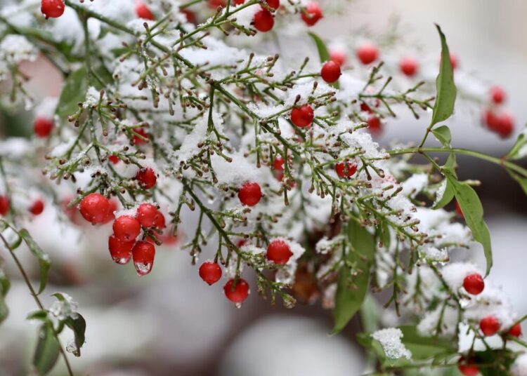 heavenly bamboo 6002077 1280