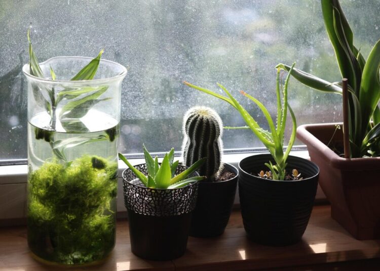 windowsill 3565758 1280