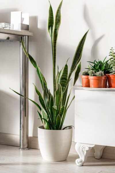 botanical 6851296 1280