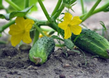 cucumbers 7326669 1280