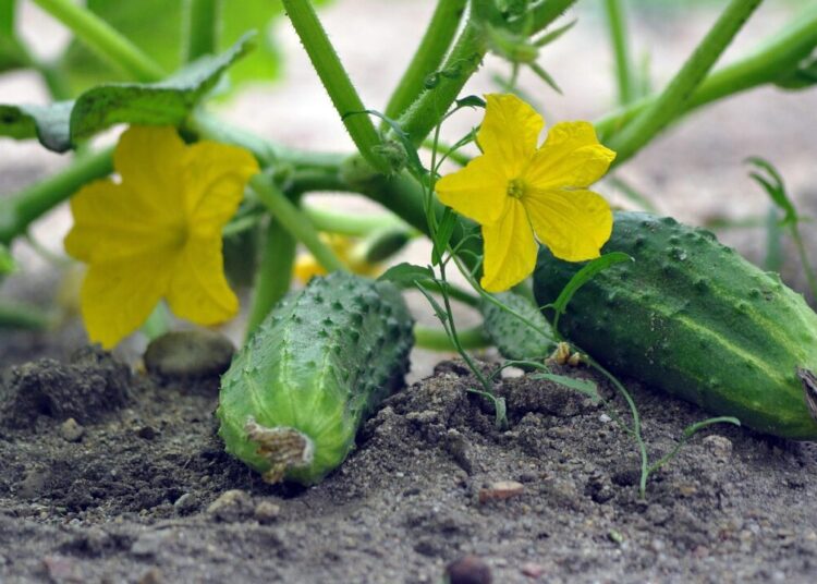 cucumbers 7326669 1280