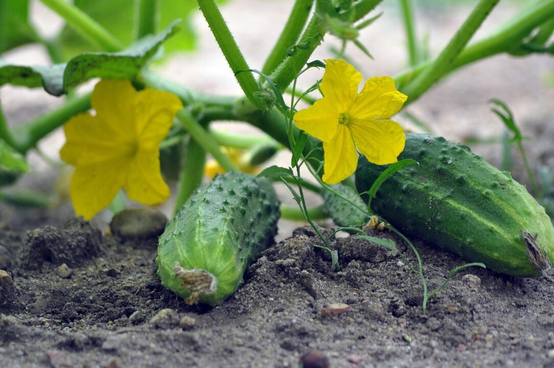 okurky cucumbers 7326669 1280