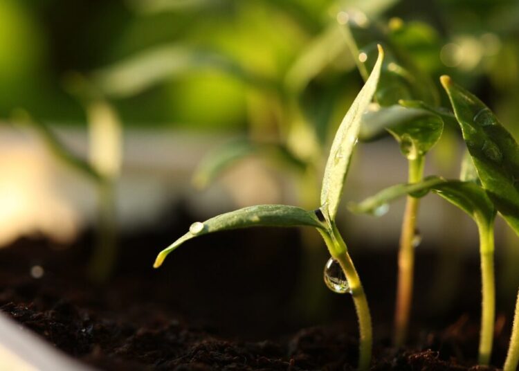 germinate 4024588 1280