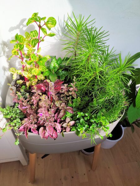 indoor plants 7040082 1280