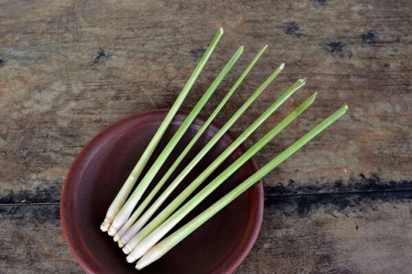citronova trava lemongrass 6943711 1280