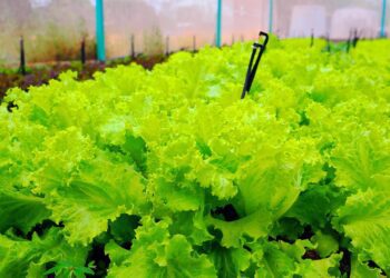 lettuce 5966735 1280