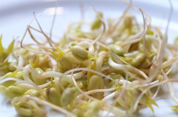 mung beans 4970350 1280