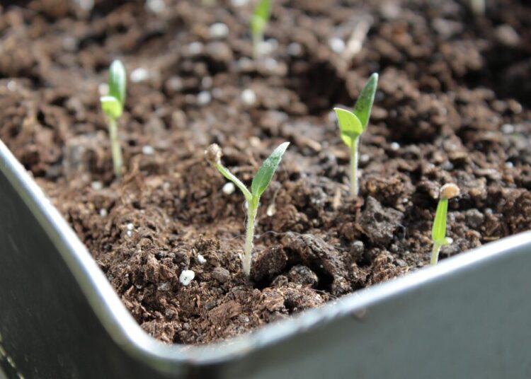 seedling 4550170 1280