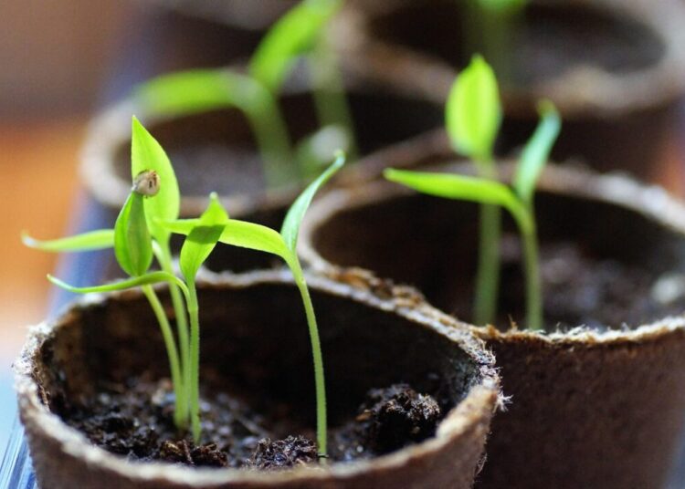 seedling 6089355 1280