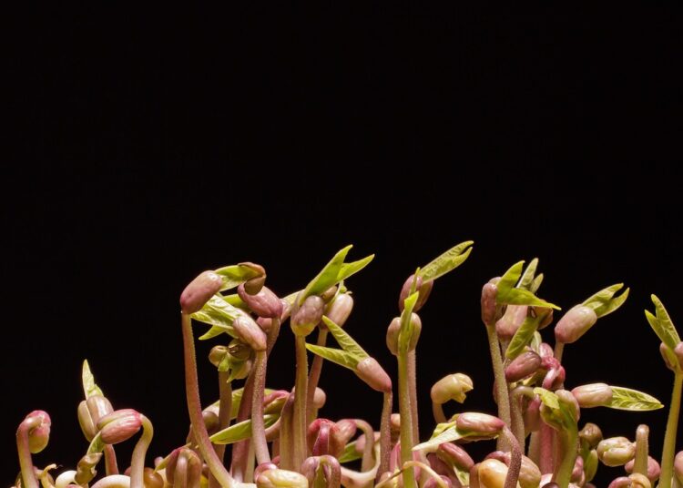 seedlings 7730142 1280