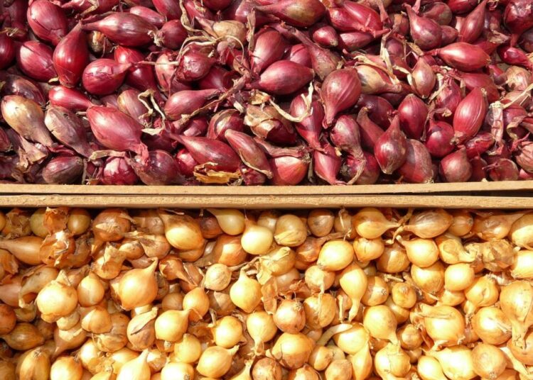 shallot 5769 1280