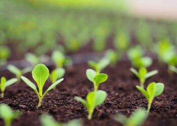 sprouts 5966727 1280