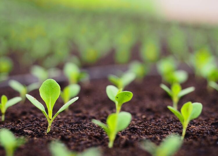 sprouts 5966727 1280