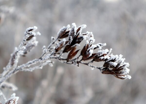 suche plody 5972475 1280