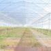 1098200726k greenhouse 5097830 1280