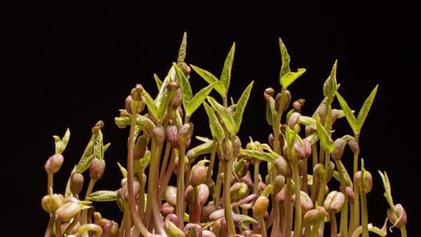 adege seedlings 7730144 1280