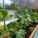 alexei other cucumbers 5268692 1280