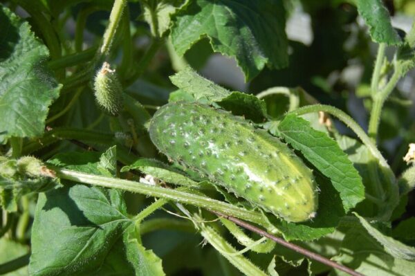 okurky alexey hulsov cucumbers 950695 1280