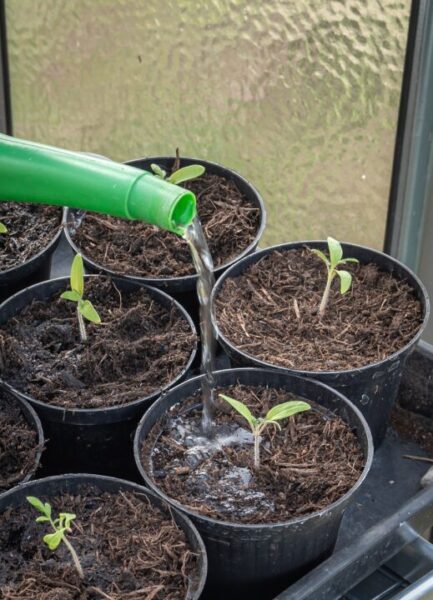 kvetinac andreasgoellner young plants 4892086 1280