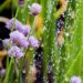 annawaldl chives 2342934 1280