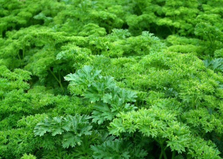 artactiveart parsley 261039 1280