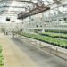asweetnsimplelife greenhouse 3247271 1280