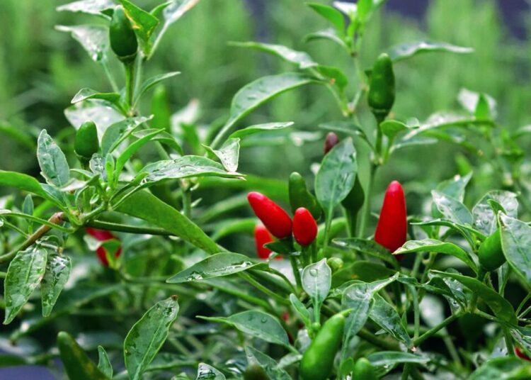 cegoh chilli 2693677 1280