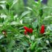 cegoh chilli 2693677 1280