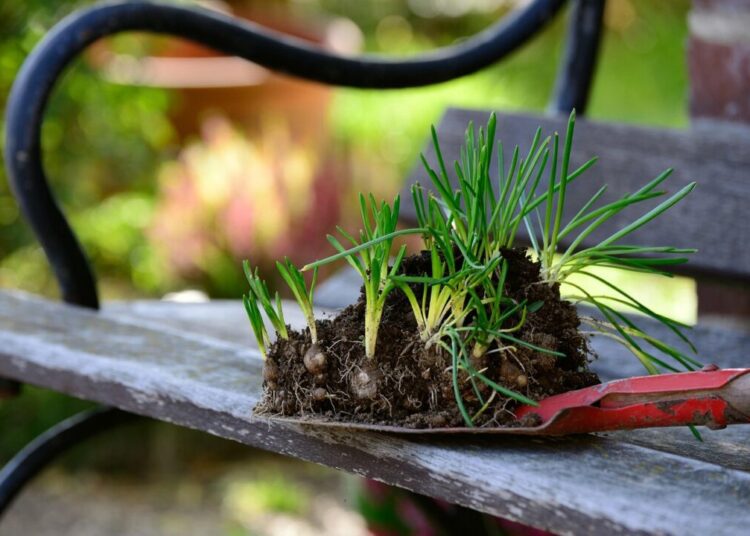 congerdesign plants 4543939 1280