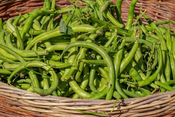 couleur bush beans 3702999 1280