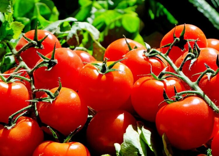 couleur tomatoes 1280859 1280