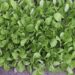 heesulee81 seedlings 2774706 1280