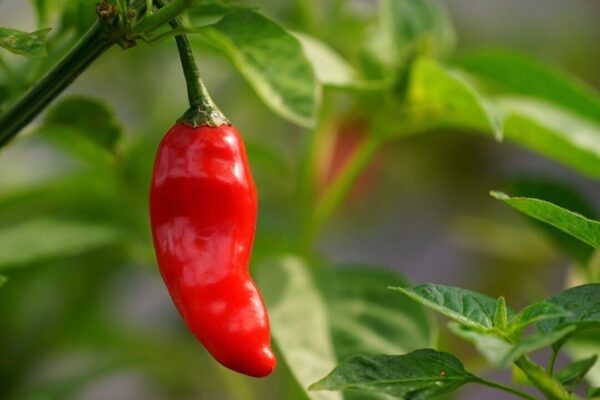 ignartonosbg chilli 7527531 1280