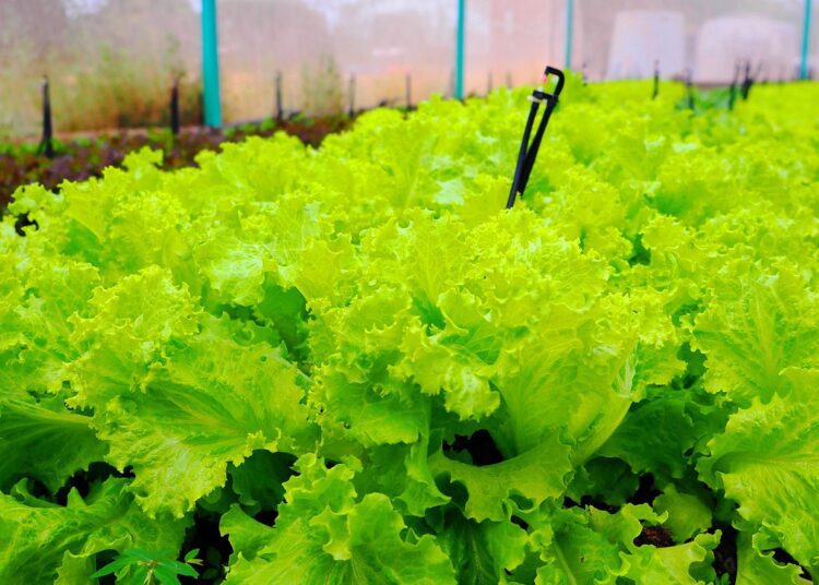 jame pc lettuce 5966735 1280