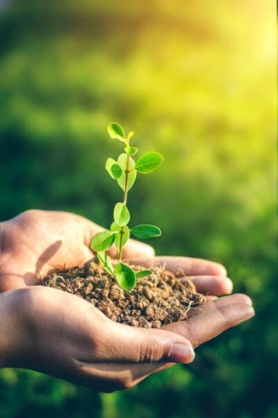 jatinderjeetu plant 7630576 1280