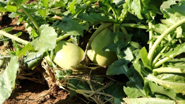 jsbaw7160 radish 992709 1280