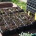 manon25s plants 5069661 1280