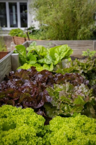 markusspiske urban gardening 810952 1280