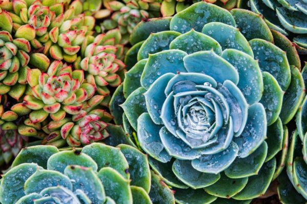 sukulent