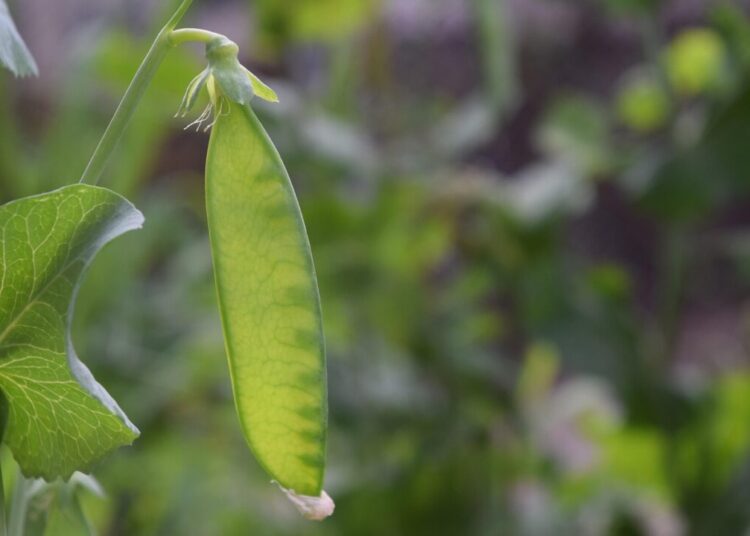 newworldpics sugar pea 3475588 1280