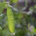newworldpics sugar pea 3475588 1280