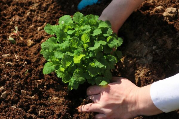 planet fox herbs 6151536 1280