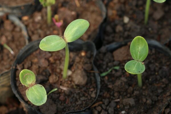 plant 2395165 1280