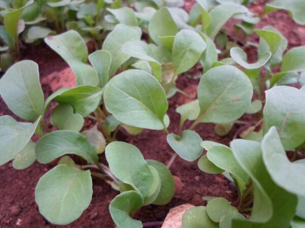 reinaldocdi arugula 477090 1920