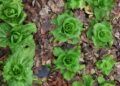 rycky21 lettuce 5992411 1280