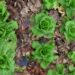 rycky21 lettuce 5992411 1280