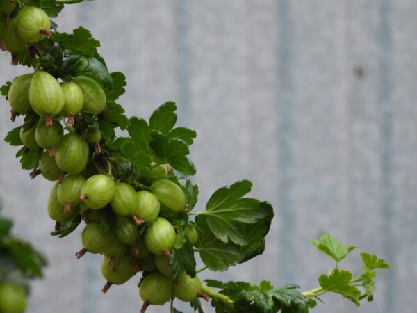 satynek gooseberry 4257241 1280
