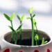 shanghaistoneman germination 4620166 1280