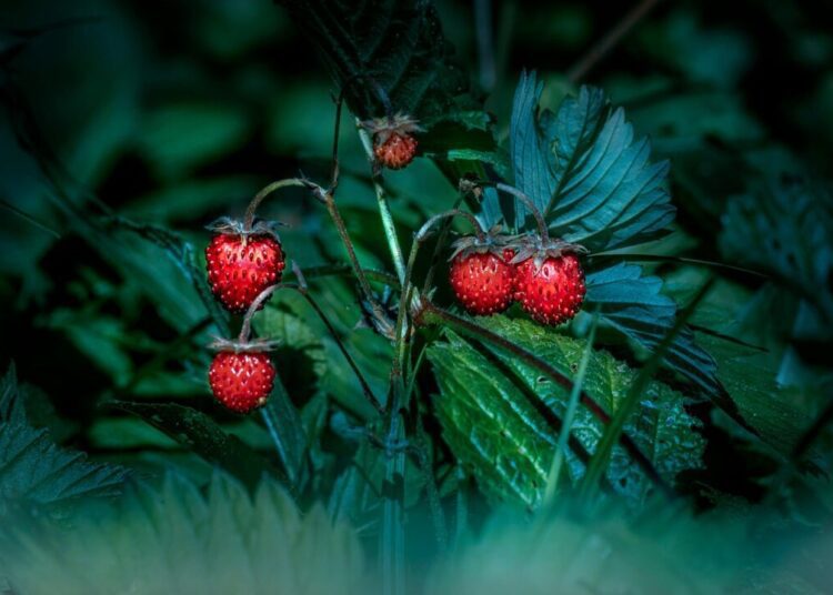 strawberries 6834750 1280