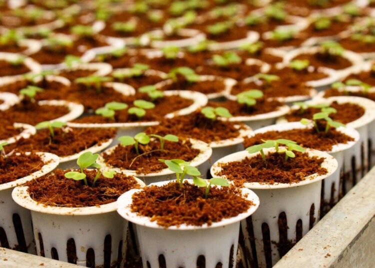 tuocchu tree 7421324 1280